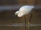 The American white ibis Eudocimus albus foraging and catching crabs in a pond at Fort Meyers Beach.