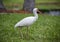 American White Ibis (Eudocimus albus) in search of food