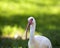 American White Ibis (Eudocimus albus) in search of food