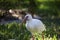 American White Ibis (Eudocimus albus) in search of food