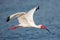 American white ibis flying over the ocean, Florida, United states