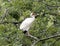 American White Ibis perched in a tree