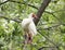 American White Ibis perched in a tree