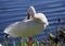 American White Ibis with a red beak (Eudocimus albus)