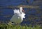 American White Ibis with a red beak (Eudocimus albus)