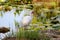 American white ibis sitting on river shore - Everglades National park - Florida - USA