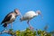 American white ibis in tree