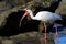 American White Ibis Walking