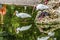 American White Ibises Looking For Fish Florida