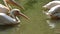 American white pelican,