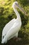 American White Pelican