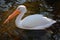 American White Pelican