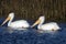 American White Pelican