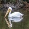 American White Pelican Adult Swimming at the Marsh