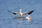 American white pelican bows to another