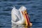 American White Pelican in Breeding Colors