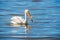 American White Pelican in Breeding Plumage.Salton Sea.California.USA