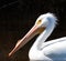 American white pelican close up