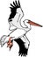 American White Pelican Flying Illustration
