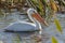 American White Pelican Foraging in a Florida Wetland