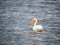 American White Pelican on Lake