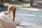 An american white pelican on logs on the ground sitting on a different position. Beak is so lon and eyes looks old and drowsy