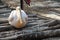 An american white pelican on logs on the ground sitting on a different position. Beak is so lon and eyes looks old and drowsy