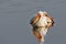 American white pelican, morning on the lake