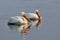 American white pelican, morning on the lake