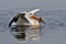 American white pelican, morning on the lake