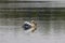 American white pelican, morning on the lake