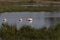 American white pelican, morning on the lake