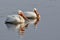American white pelican, morning on the lake