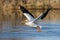 American White Pelican in a mountain lake. Migratory birds of Colorado