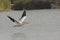 American White Pelican, pelcanus erythrorhynchos, flying over the waters of a marsh