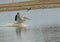 An American White Pelican, pelcanus erythrorhynchos, landing in the waters of a marsh