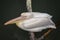 American white pelican, Pelecanus erythrorhynchos, a large aquatic soaring bird