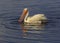 American White Pelican, Pelecanus erythrorhynchos searching for food