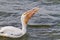 American white pelican (Pelecanus erythrorhynchos) swallowing a large catch.