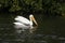 American White Pelican - Sanibel Island, Florida