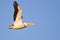 American White Pelican Showing Its Banding Tag Flying in a Blue Sky