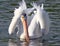 American White Pelican Shows Off Feathers