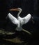 American White Pelican spread their wings on a black background