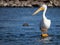 American White Pelican standing on a rock