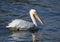 American White Pelican swimming in Lake Chapala
