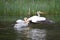American white pelican take to flight