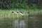 American white pelican take to flight