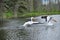 American white pelican take to flight