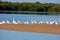 American White Pelicans