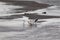 American white pelicans along the niobrara river nebraska